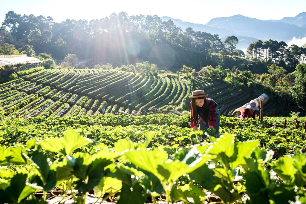 LCAs: A Principal Fonte de Recursos no Agronegócio Privado em 2024