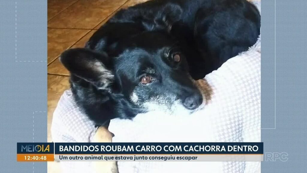 Roubo de Carro em Curitiba: Cachorra de 13 Anos Levando Desespero a Família