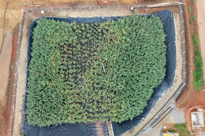 Sanepar Inova com Wetlands para Estação de Esgoto Lixo Zero em Curitiba Sanepar Inova com Wetlands para Estação de Esgoto Lixo Zero em Curitiba