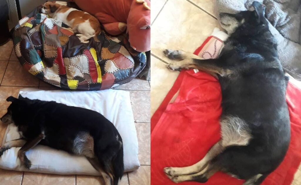 Cachorrinha Retorna Para Casa Após Dias de Desaparecimento em Curitiba
