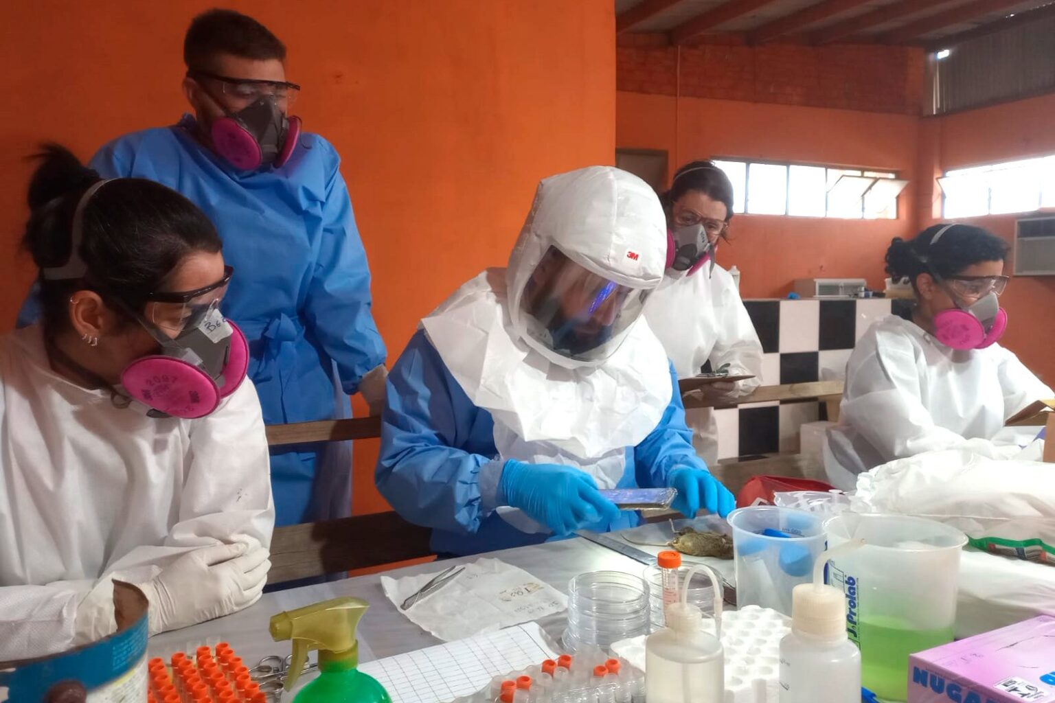 Casos de Hantavírus no Paraná: Entenda os Registros e Medidas de Prevenção
