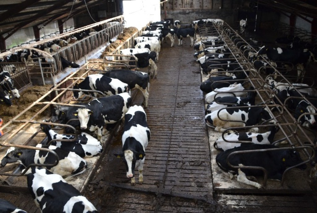 Custo de Produção do Leite Aumenta no Paraná com Alta de Insumos Custo de Produção do Leite Aumenta no Paraná com Alta de Insumos