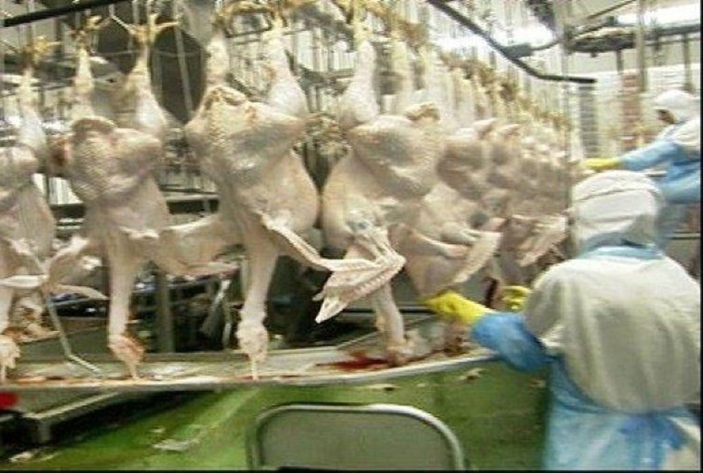 Exportações de Carne de Peru do Paraná Crescem 34% e Batem Recorde Histórico no Início de 2026 Exportações de Carne de Peru do Paraná Crescem 34% e Batem Recorde Histórico no Início de 2026