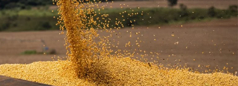 Mato Grosso: Protagonista do Agronegócio Brasileiro com 15% da Produção Nacional Mato Grosso: Protagonista do Agronegócio Brasileiro com 15% da Produção Nacional