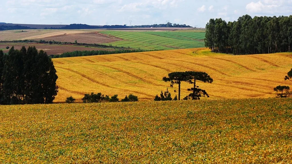 Soja em Guarapuava: Crescimento, Tecnologia e Impacto Econômico no Agronegócio Soja em Guarapuava: Crescimento, Tecnologia e Impacto Econômico no Agronegócio