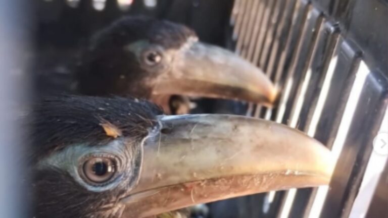 Resgate de Filhotes de Tucano em Porto Seguro: Ação de Proteção Ambiental