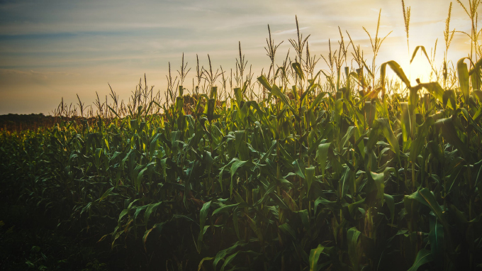 Avanço das Usinas de Etanol de Milho Impulsiona Cultivo de Sorgo Avanço das Usinas de Etanol de Milho Impulsiona Cultivo de Sorgo