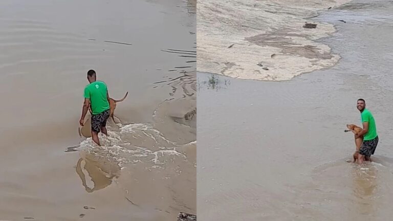 Cão Caramelo Salvo em Enchente Viraliza na Bahia: Um Exemplo de Coragem