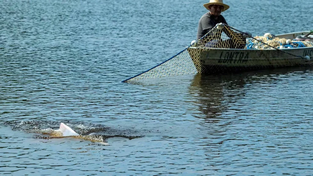 Plano eficaz une ciência e comunidades para proteger botos na seca extrema do Amazonas
