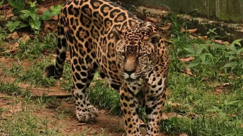 Onça-pintada de Manaus bate recorde mundial de longevidade em cativeiro