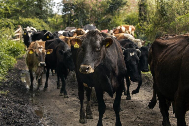 Fundo Emergencial de Promoção da Saúde Animal no Espírito Santo: Conquista Histórica