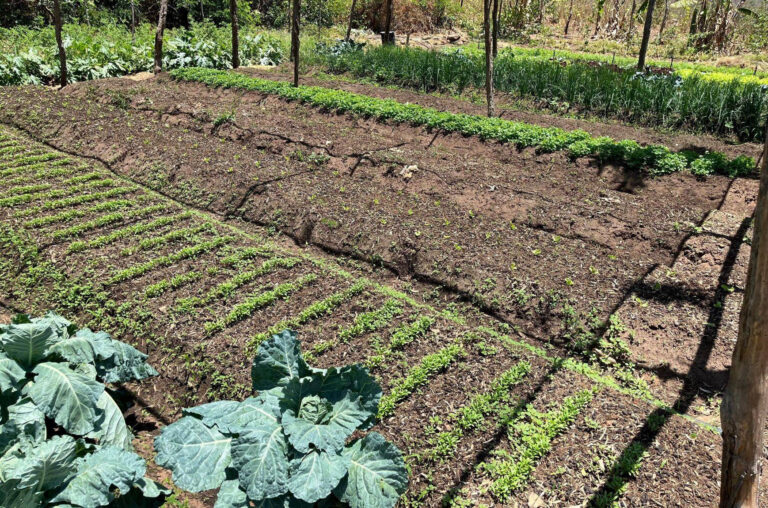 Pernambuco Recebe R$ 1,18 Bilhão em Crédito para Agricultura Familiar em 2025 Pernambuco Recebe R$ 1,18 Bilhão em Crédito para Agricultura Familiar em 2025