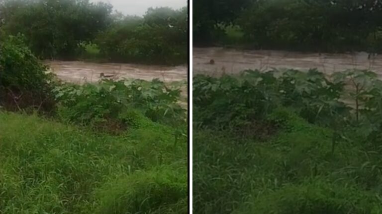 Herói de Passira: Homem Salva Mulher de Correnteza em Rio Durante Chuva Forte