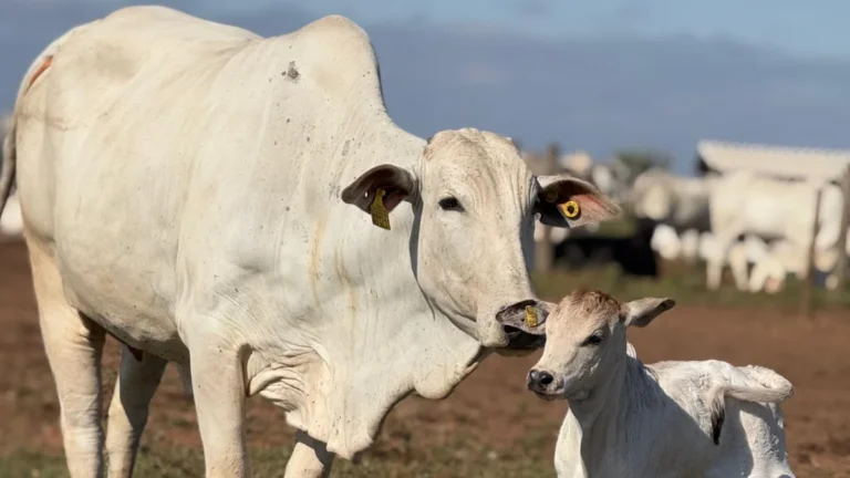 Novilhas superprecoces impulsionam a eficiência na produção de bezerros Novilhas superprecoces impulsionam a eficiência na produção de bezerros