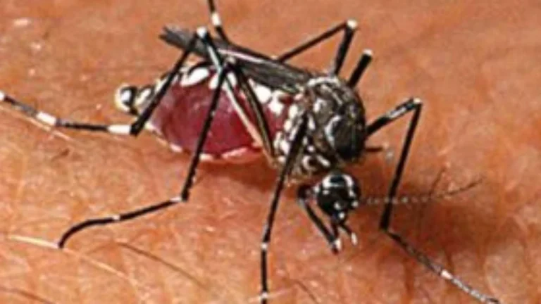 Pernambuco registra 31,2% mais casos de dengue e confirma sétima morte