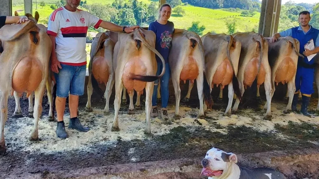 Tecnologia e genética impulsionam a produção de leite em Santa Catarina