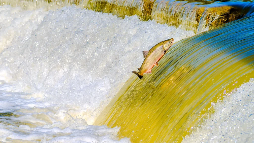 A impressionante jornada dos salmões do rio Yukon: quase 2.900 km sem se alimentar