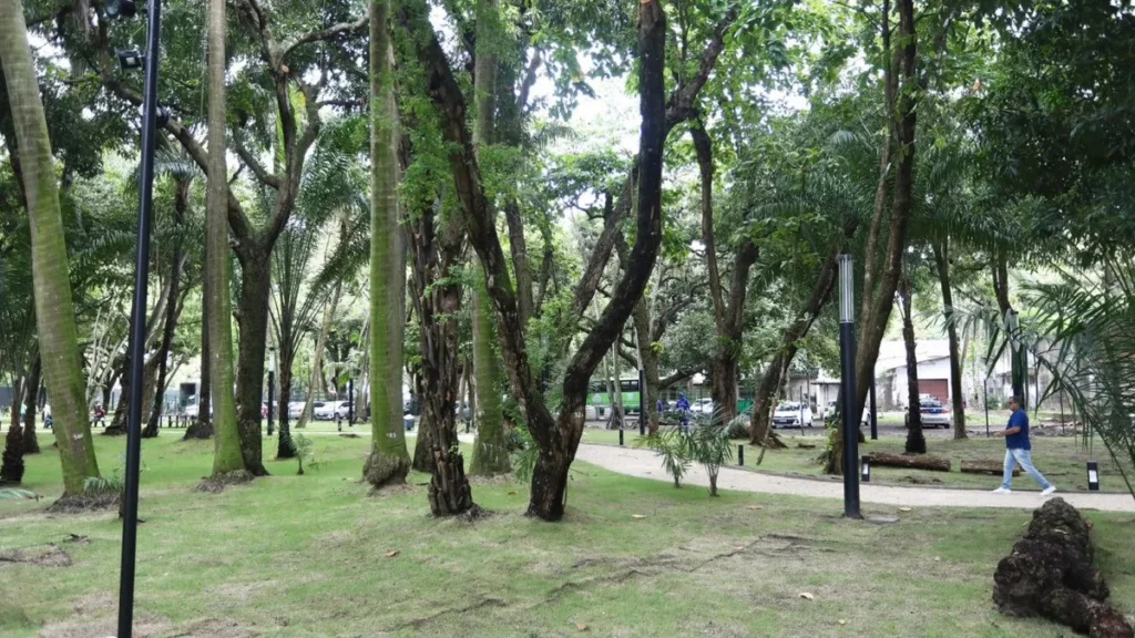 Tecnologia de Perfuração Revoluciona Avaliação e Preservação de Árvores no Recife Tecnologia de Perfuração Revoluciona Avaliação e Preservação de Árvores no Recife