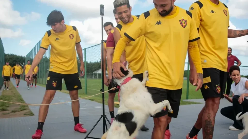 Sport e Prefeitura do Recife lançam projeto inovador de adoção de cães e gatos Sport e Prefeitura do Recife lançam projeto inovador de adoção de cães e gatos
