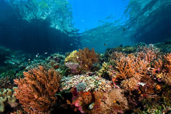 Oceano: o maior mistério da Terra na 22ª Semana Nacional de Ciência e Tecnologia Imagem do artigo