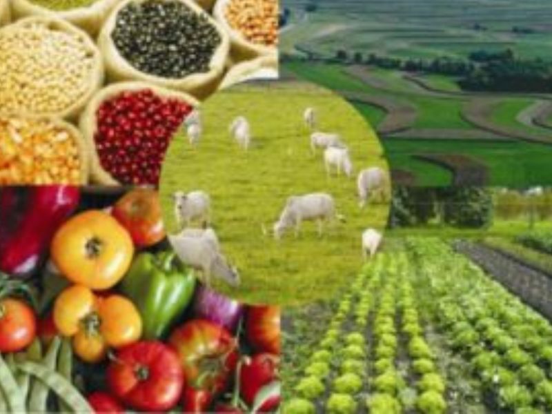 Como a Operação dos EUA na Venezuela Impacta o Agronegócio Brasileiro Como a Operação dos EUA na Venezuela Impacta o Agronegócio Brasileiro