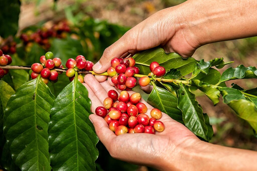 Cenário Atual da Cafeicultura: Análises são Essenciais para o Futuro