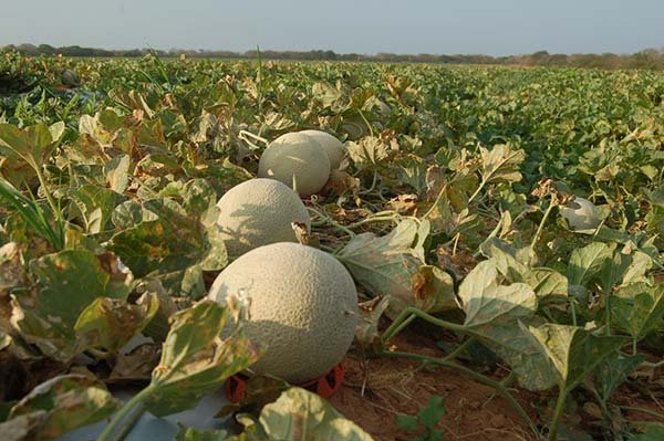 Custo do Diesel em Alta Ameaça o Agronegócio Potiguar Custo do Diesel em Alta Ameaça o Agronegócio Potiguar