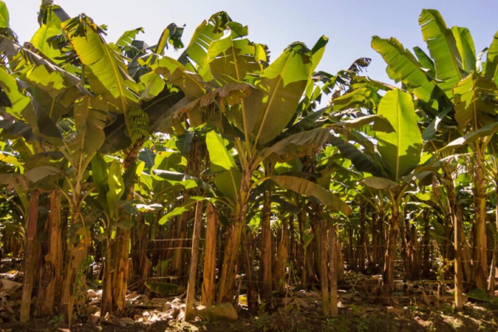 Expectativas Climáticas para o Agronegócio em 2026: O Que Esperar? Expectativas Climáticas para o Agronegócio em 2026: O Que Esperar?