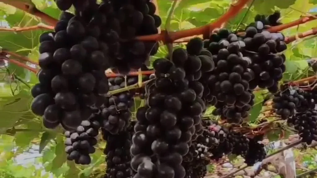 Vitória na Chapada do Apodi: casal impulsiona produção de uva potiguar para mesa e vinho