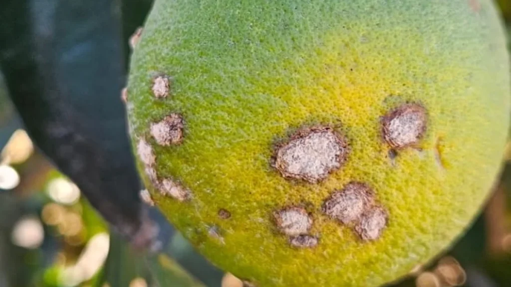 Rio Grande do Norte adota novo sistema para controle do cancro cítrico e preserva produção