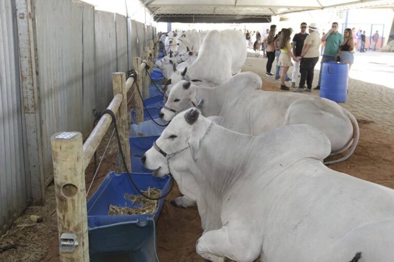 Agronegócio da Bahia Representa 24,9% do PIB ao Final de 2025 Agronegócio da Bahia Representa 24,9% do PIB ao Final de 2025