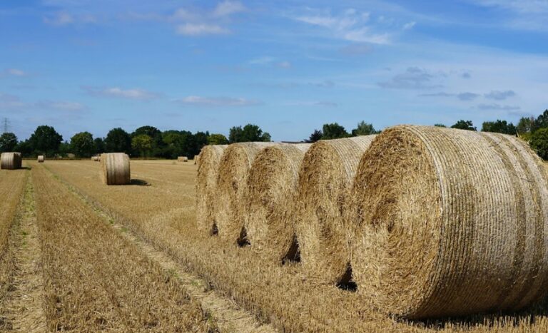 Brasil Expande Acesso do Agronegócio a Novos Mercados Internacionais