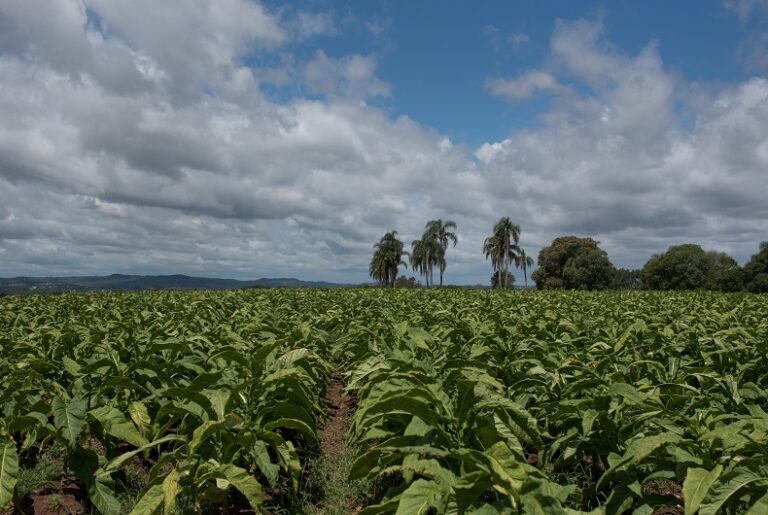 Agronegócio do Rio Grande do Sul: Exportações de US$ 4,5 Bilhões no Quarto Trimestre de 2025