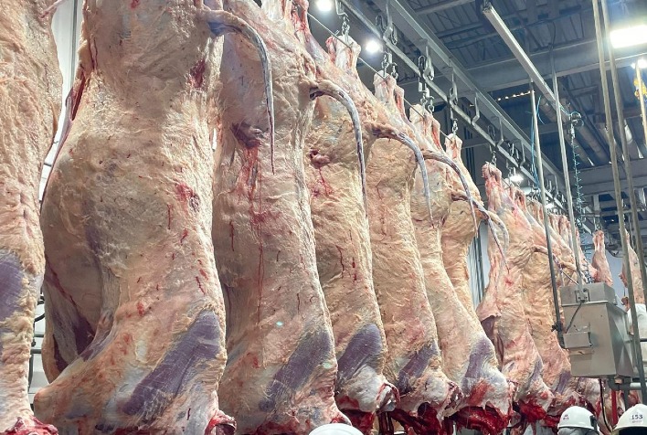 Carne Angus Realiza Primeiro Abate na Bahia e Consolida Presença em Todo o Brasil Carne Angus Realiza Primeiro Abate na Bahia e Consolida Presença em Todo o Brasil
