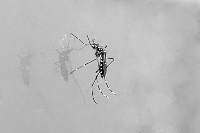 Dengue Sorotipo 3 Confirmada em Feira de Santana: O Que Você Precisa Saber