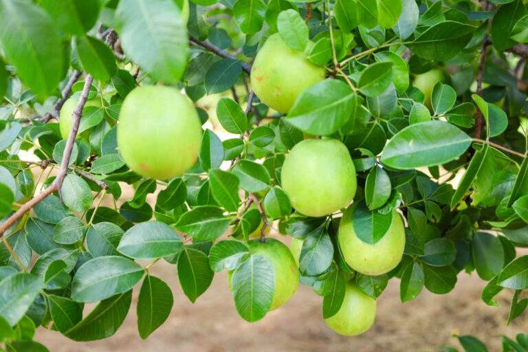 Expansão da Produção de Umbu Gigante: Oportunidade para Produtores Rurais em Vitória da Conquista Expansão da Produção de Umbu Gigante: Oportunidade para Produtores Rurais em Vitória da Conquista