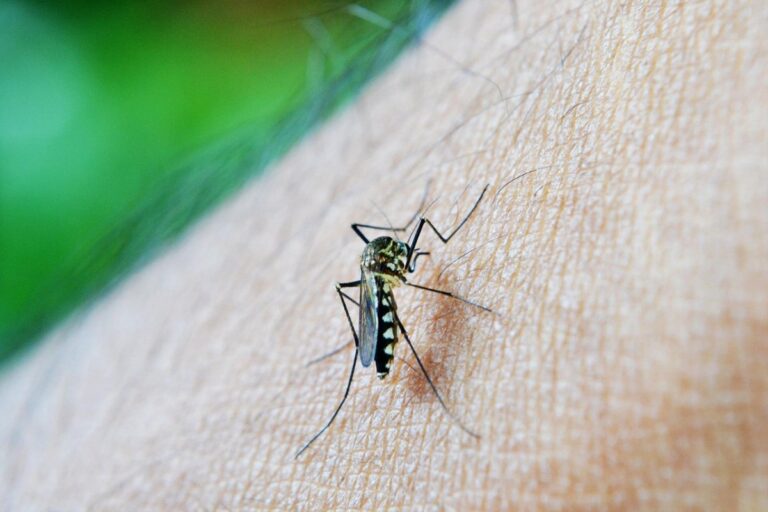 Feira de Santana Registra Primeiro Caso de Dengue DENV-3 em Anos: O Que Você Precisa Saber