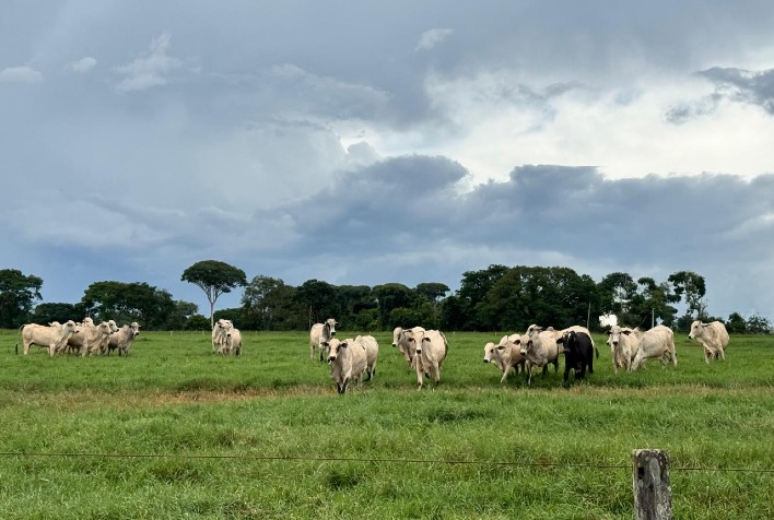 Pasto é lucro: planejamento estratégico promete arroba mais barata em 2026 Pasto é lucro: planejamento estratégico promete arroba mais barata em 2026