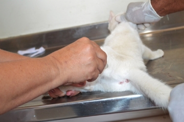 Feira de Santana Celebra o Dia Municipal da Castração Animal em 4 de Outubro Feira de Santana Celebra o Dia Municipal da Castração Animal em 4 de Outubro