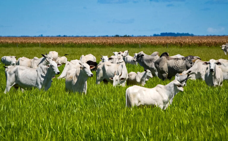 Tocantins se Destaca no Agronegócio e Representa 99% das Exportações Estaduais