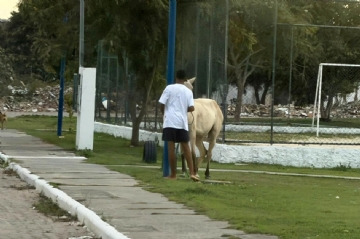 Vigilância Zoonótica Intensifica Orientação a Donos de Cavalos em Lagoa Grande Vigilância Zoonótica Intensifica Orientação a Donos de Cavalos em Lagoa Grande