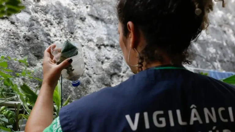 Casos de Chikungunya Crescem Mais de 300% na Bahia: Conheça as Cidades Mais Afetadas Casos de Chikungunya Crescem Mais de 300% na Bahia: Conheça as Cidades Mais Afetadas