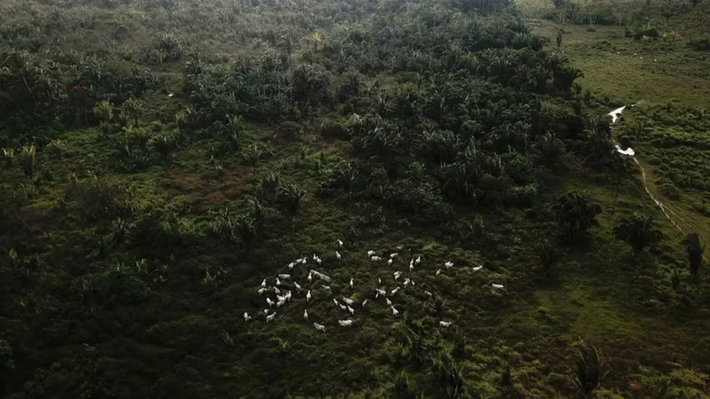 Guia Prático para Combater a Pecuária Ilegal em Terras Indígenas da Amazônia