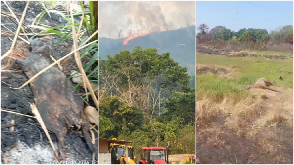 Terra Indígena Apyterewa no Pará enfrenta 50 dias consecutivos de queimadas Terra Indígena Apyterewa no Pará enfrenta 50 dias consecutivos de queimadas