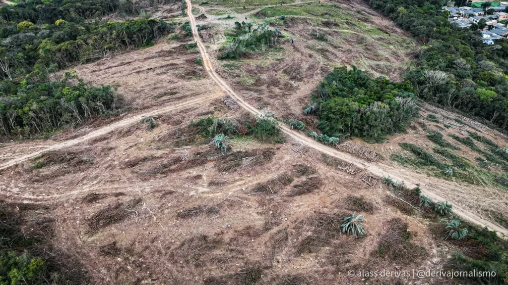 Kaingang denunciam danos ambientais na retirada de pinus no Saint-Hilaire