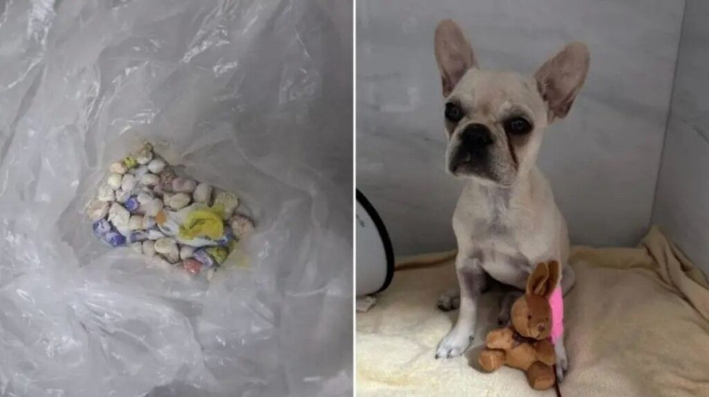 Filhote de buldogue que ingeriu 55 pedras de crack recebe alta da UTI