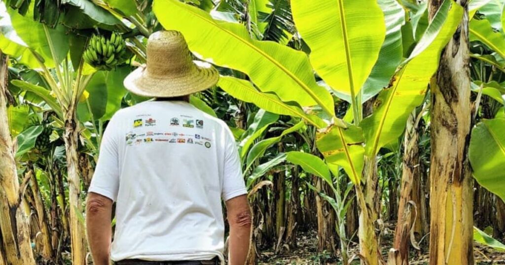 Desafios da Bananicultura em SC: Preços Abaixo dos Custos e Safra em Risco