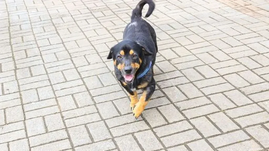 Joinville reforça punições contra maus-tratos a animais com multas mais severas Joinville reforça punições contra maus-tratos a animais com multas mais severas