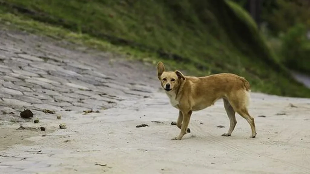 Joinville endurece punições para cães soltos e responsabiliza tutores por custos públicos