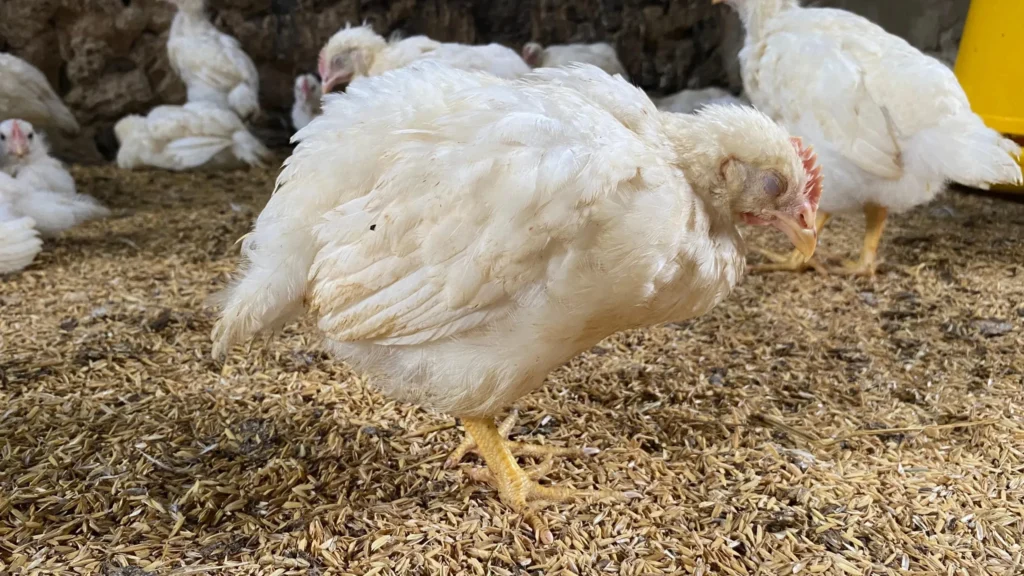 Foco da Doença de Newcastle Confirmado em Santa Catarina: Medidas de Controle e Segurança Alimentar Foco da Doença de Newcastle Confirmado em Santa Catarina: Medidas de Controle e Segurança Alimentar
